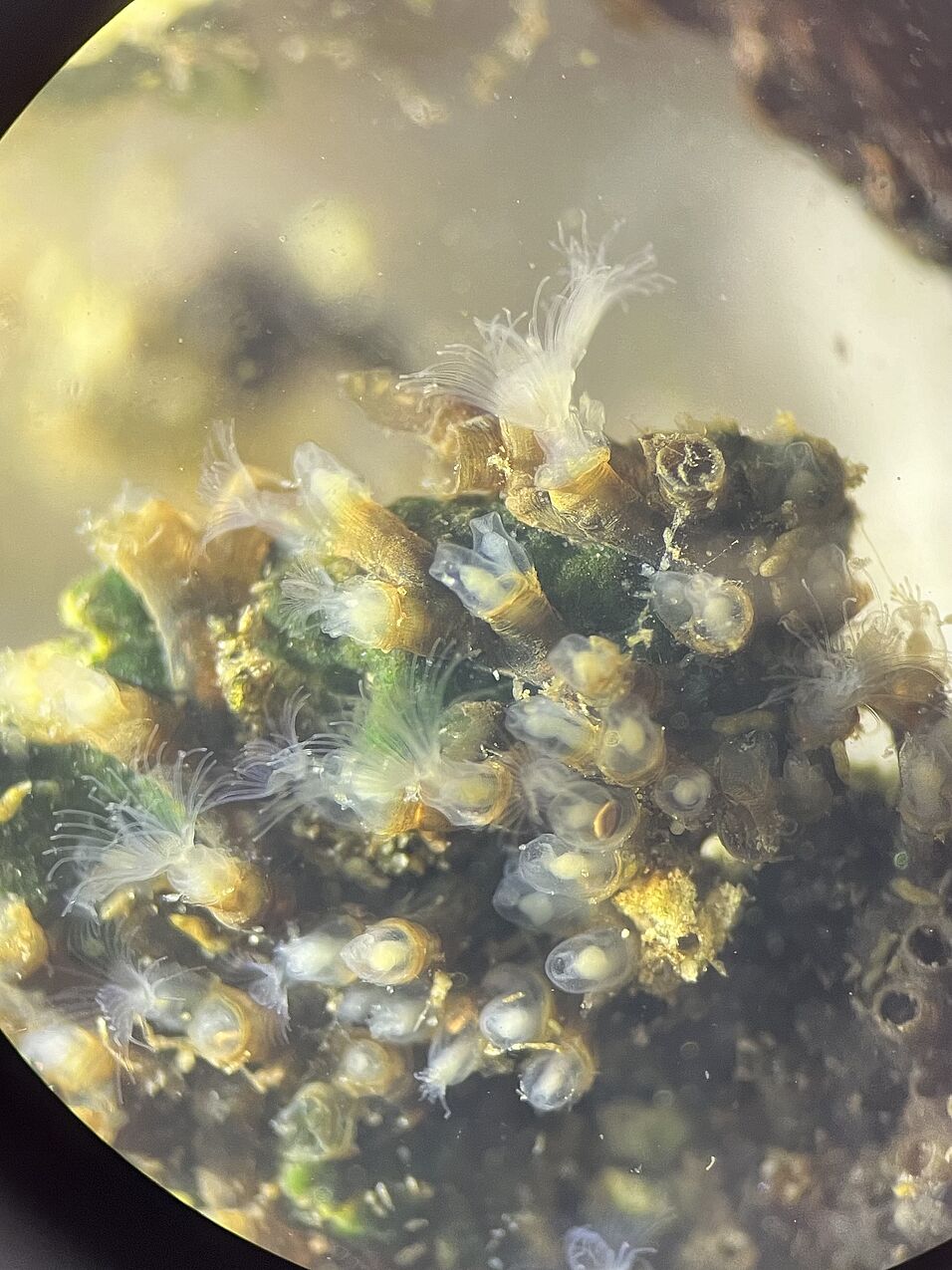 Bryozooa