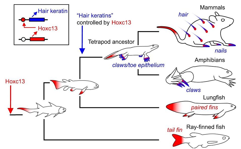 Evolution of Hoxc13-dependent skin appendages