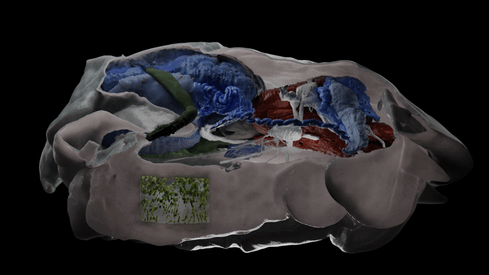 decorative 3d reconstruction image