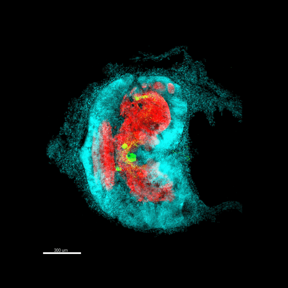 Confocal microsope image of scorpion brain
