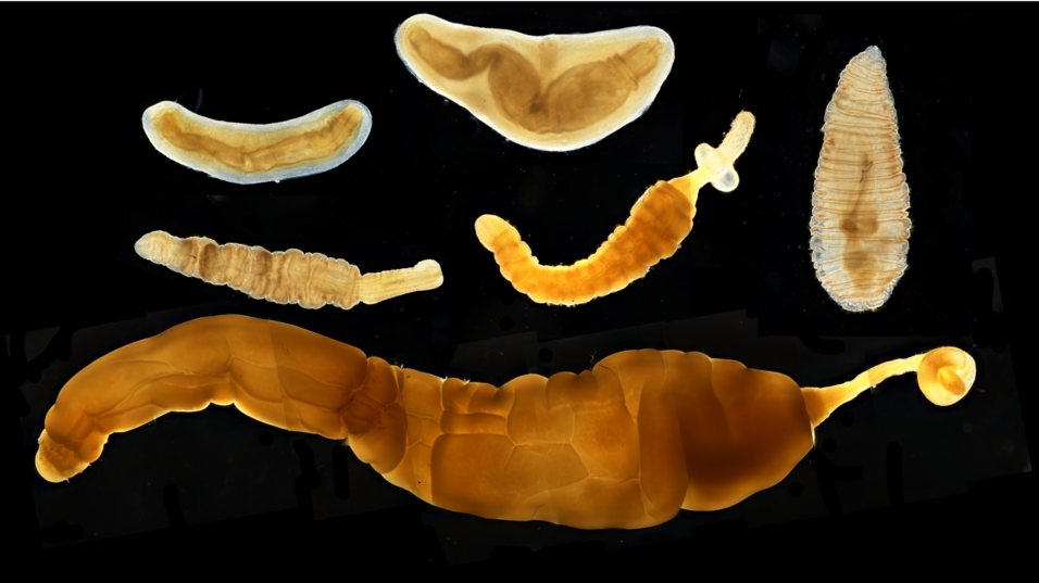 Image Pomphorhynchus